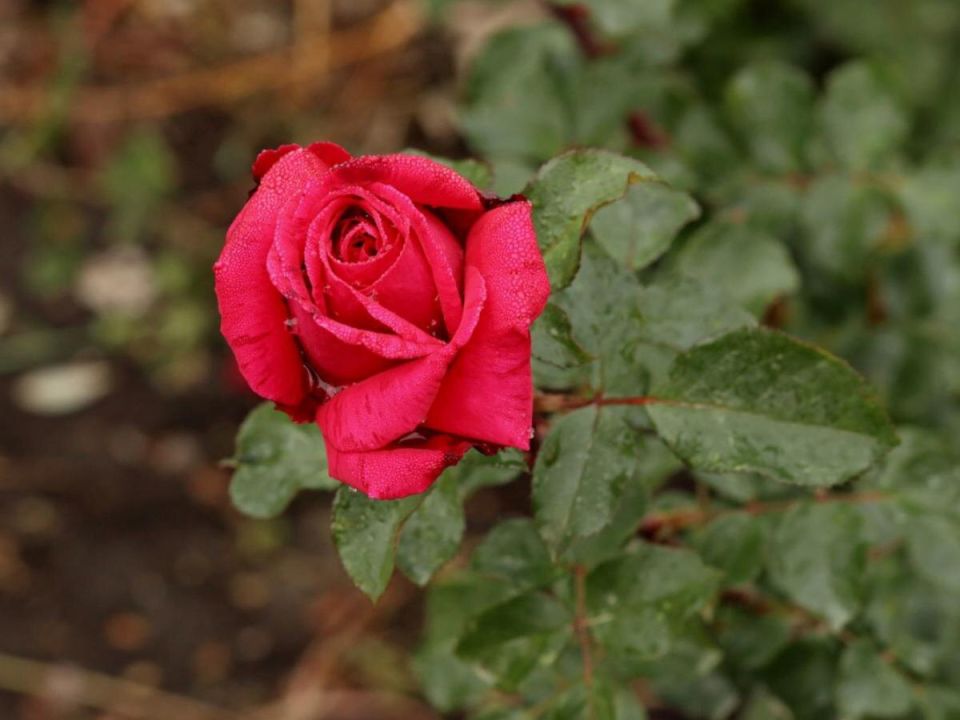 Как правильно обрезать розы весной: секреты здорового цветения