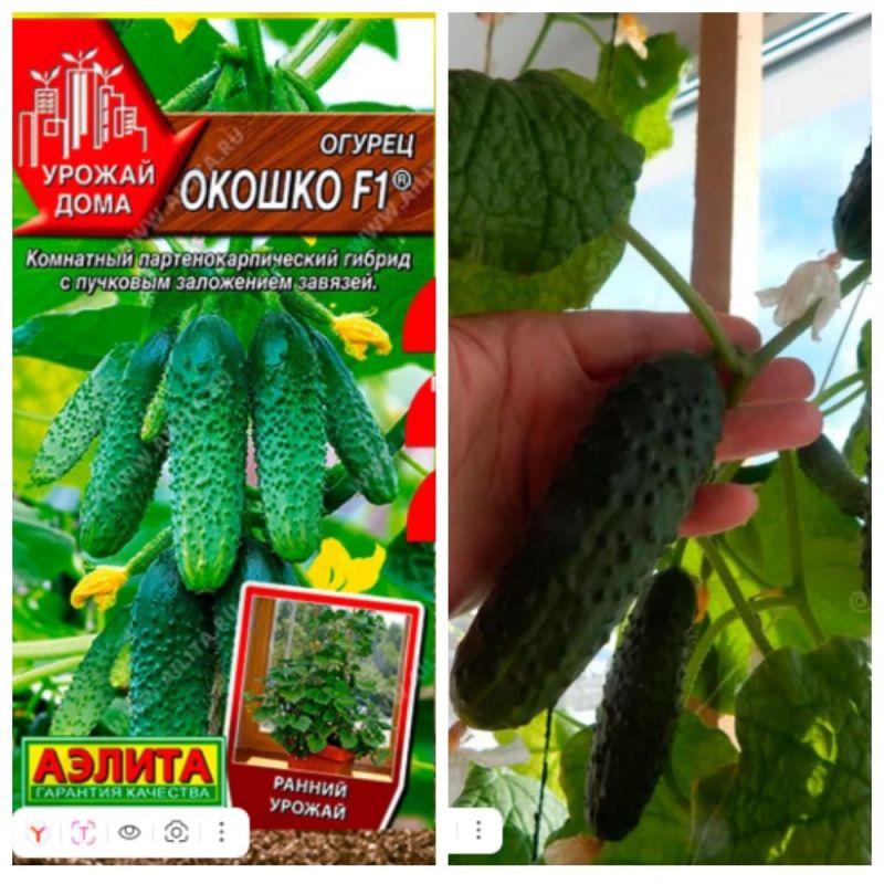 Огурцы на подоконнике: как вырастить зелёные деликатесы в домашних условиях