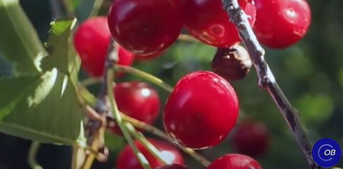 Как ухаживать за плодовыми деревьями: секреты урожайного сада