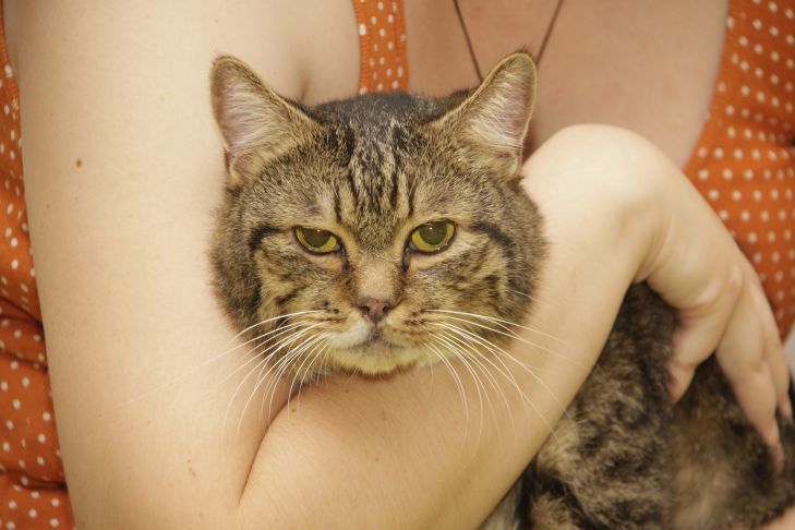 Как счистить шерсть с одежды без ролика: эти лайфхаки всегда выручат