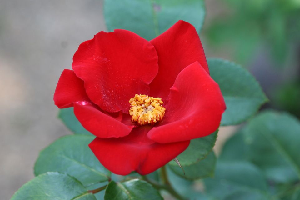 Простота и элегантность: Розы с простыми цветами на пике популярности