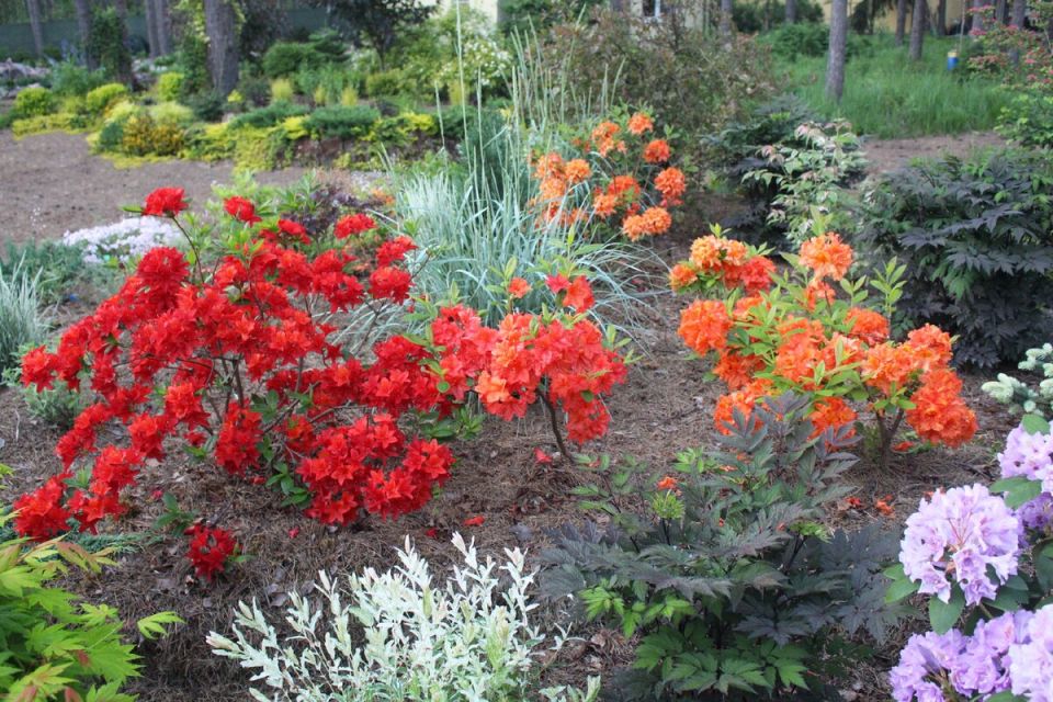 Как отличить рододендрон от азалии: что важно знать садоводам