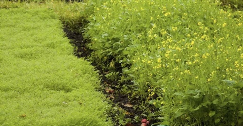 Сидераты: как вернуть почве жизнь этим летом