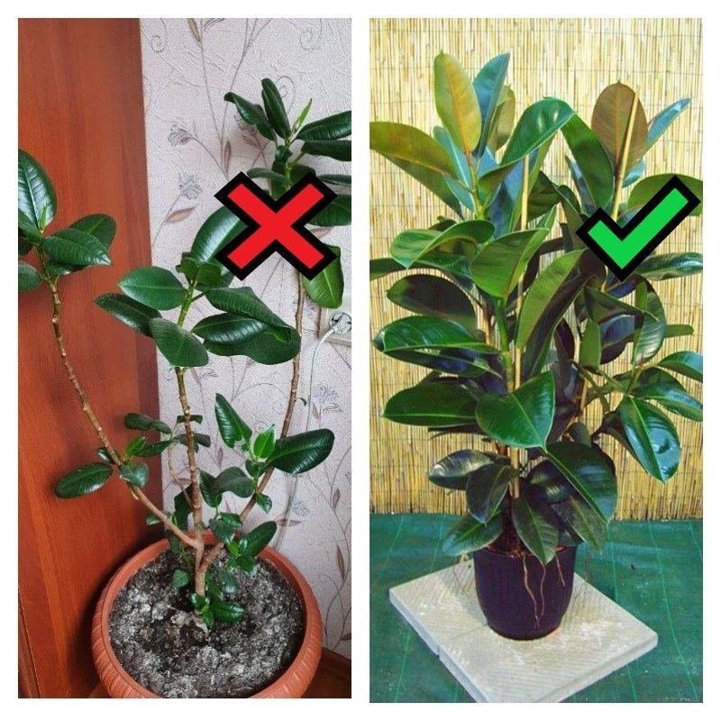 Как сделать ваш фикус предметом зависти — секреты ухода и распространенные ошибки