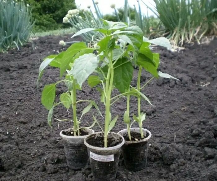 ����� �������� �������: ������ �������� ����������� �� ��������� ��������� � ����� �������