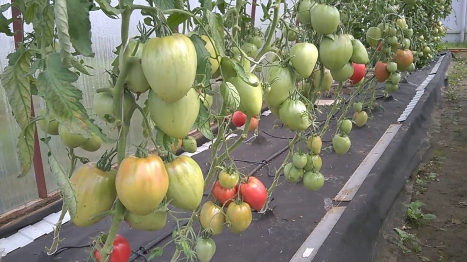 ��� ����� ����� ������� ��������� �������� ��������� ����������� �� �����