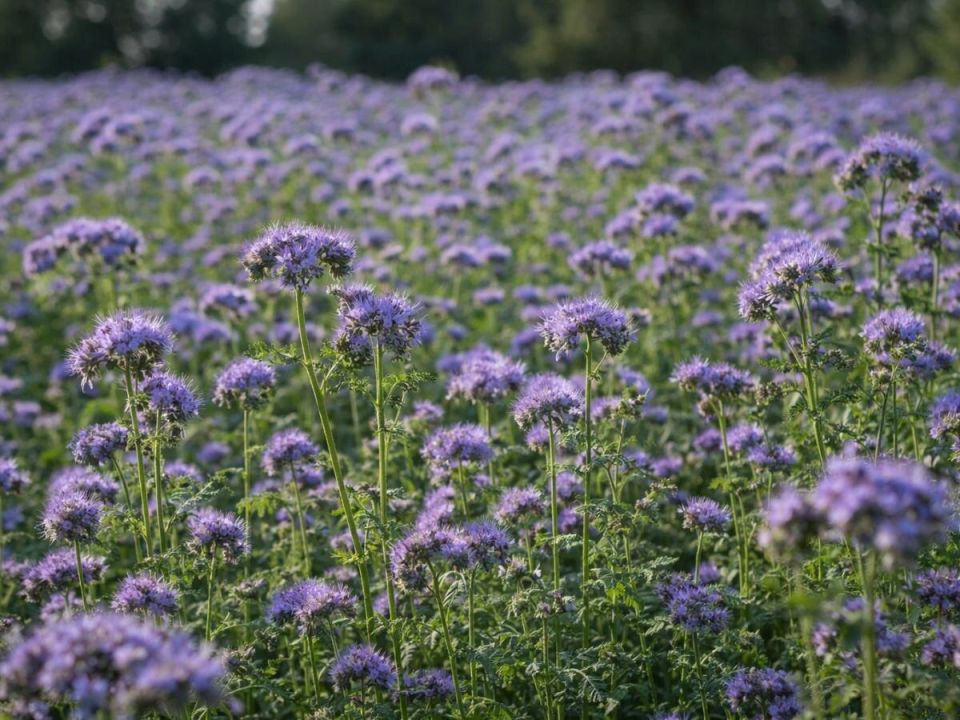 �������: ��������� � �����������