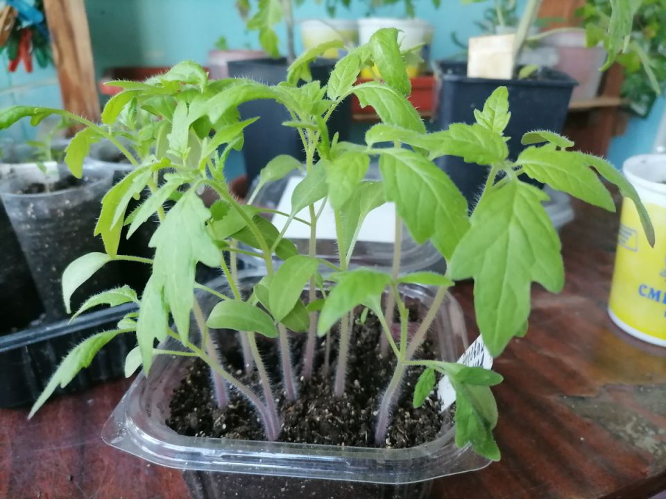 Почему ваша рассада тянется к солнцу: основные причины и решения