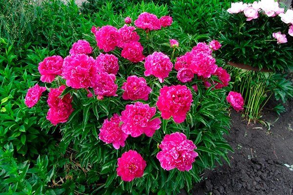 ����� ��� ���������: ������� ����������� ������ ��� ������� ��������