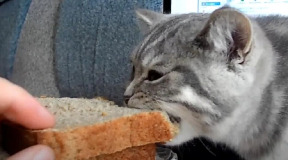 ��� ����� ����� � ���, ����� �� ���� ���� ����: ������ ���������