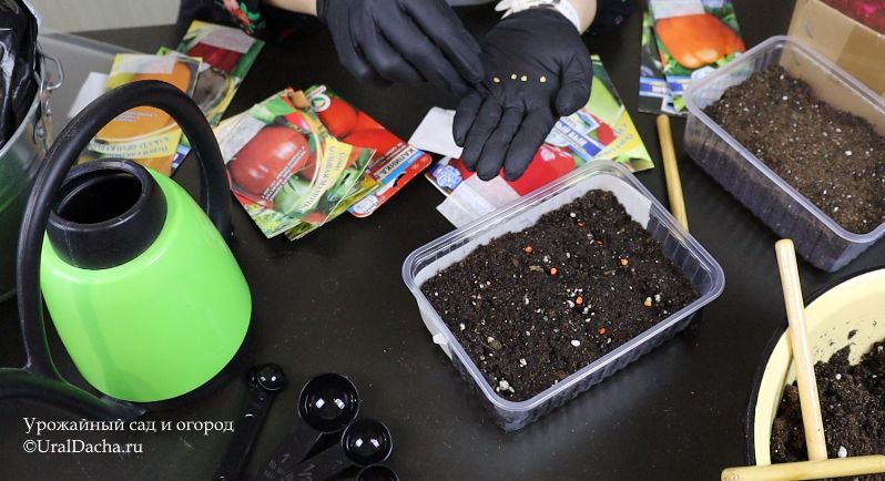 ��� ���������� �����: ��������� ������������ �� ������ � �����