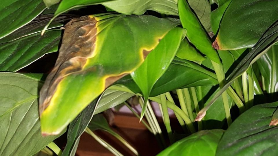 ��� ����� ������ �������� ������ ������������ � ������� �������� �������