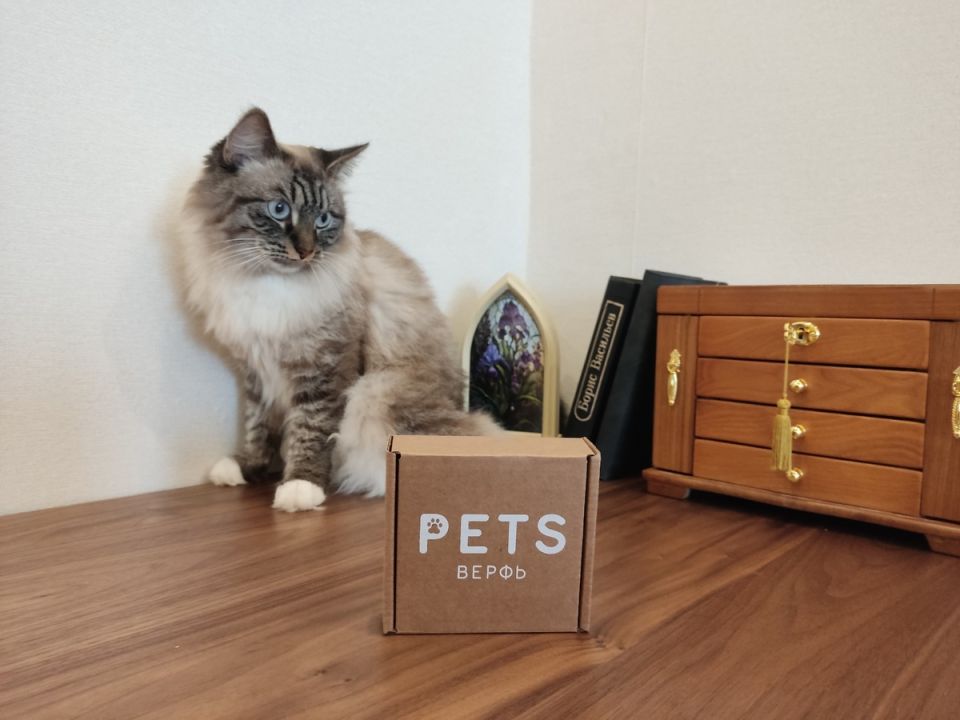 Благодаря ошейнику к коту возвращаются шансы: как простая вещь упрощает уход за домашним питомцем