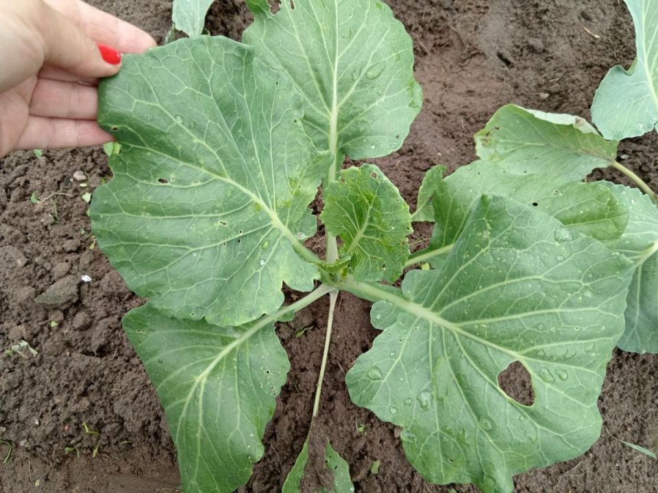 ������� � ����: ��� ���������� ���� ������� � ������� �����