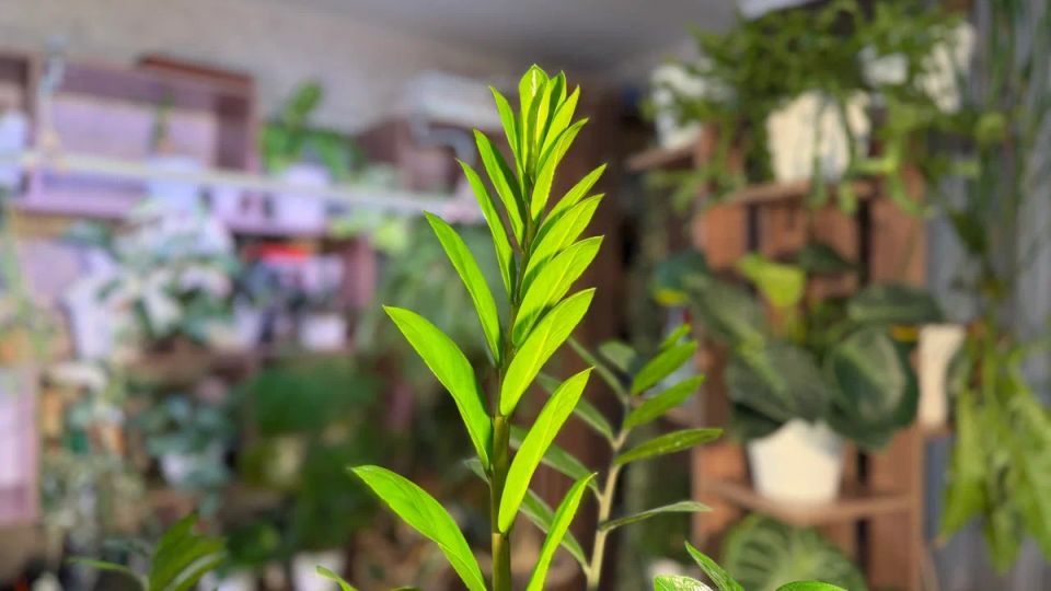 Как пересадки превращают привычные комнатные растения в новые характеры