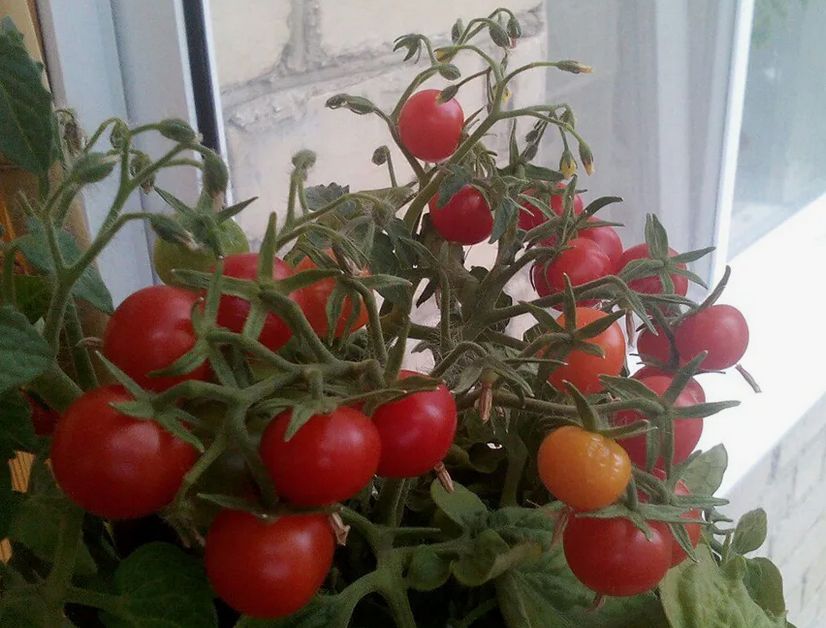 ��� �������� ��� ���������� ������� �� �����������: ������� �������� ��������