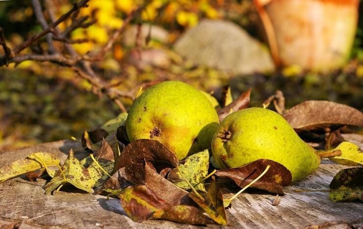 Как подготовить грушу к зимнему периоду: важные шаги для ухода