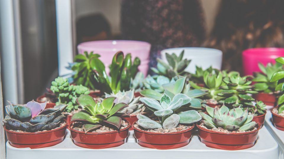 ������ ������� �� ���� ���� ������: �� �������� ���� ���������