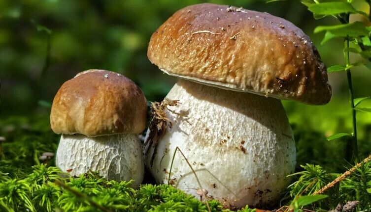 ������� �����: ������� ������������� ������������ ������� �� ������ ������