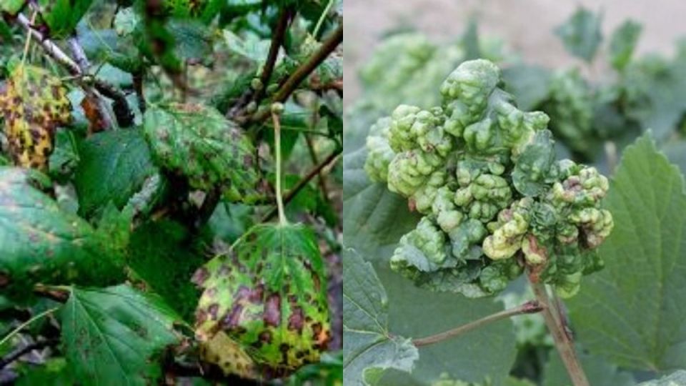 ����������� ��������� ������ ������ ��������� �� ����������