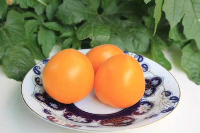 ����� �����: ������� ��������� ����������� ��� ������� � ��������