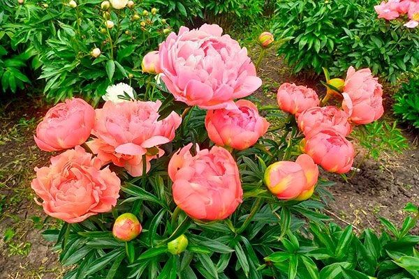 ���� ����� ����: ������� � ������� ��������� �����������