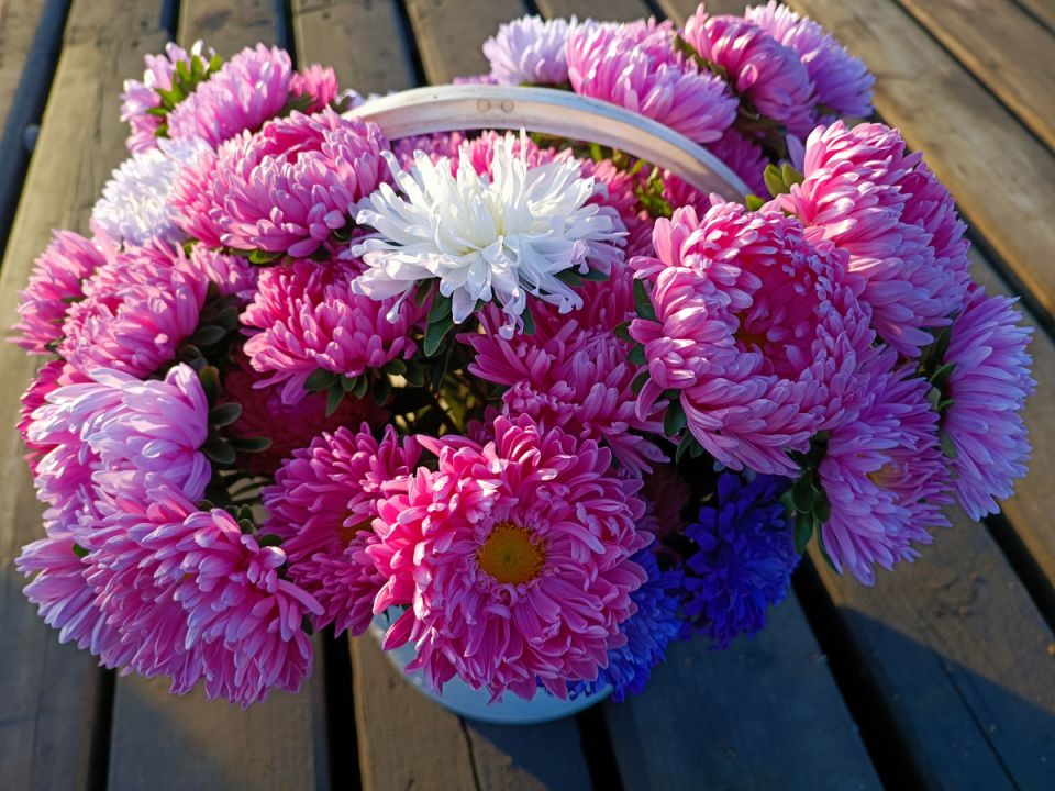 Ошибки при выращивании астров: как сделать букеты к 1 сентября настоящим украшением