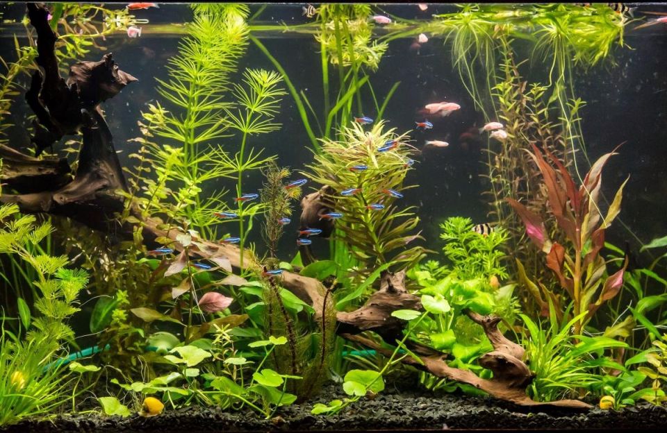 Тайны мутной воды: почему аквариум теряет чистоту и как это устранить