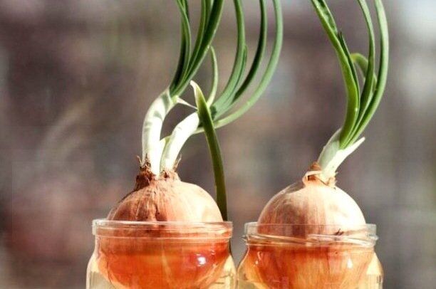 ������� ��� �� �����������: ��� ������� ��� ���������� ������