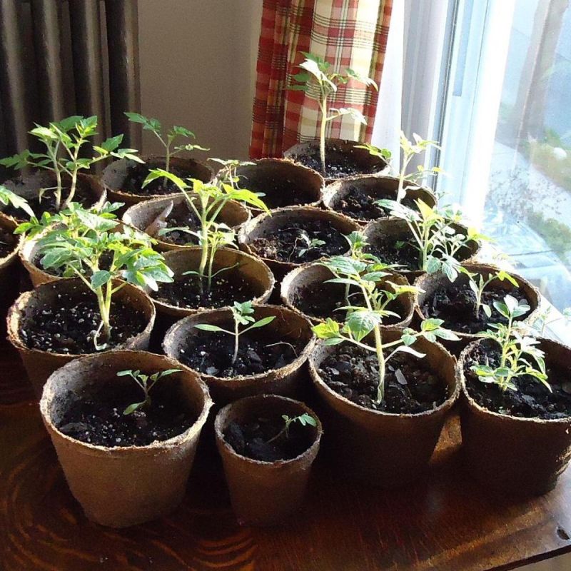 ��� ����: ������ ������� ������� � �������� ������ �����