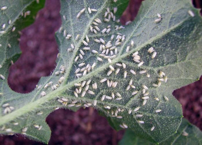 ������� ���������: ��� ���������� � ��� ��� �����