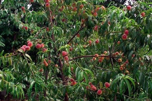 ������ ����� ����: �������� ����������� � ������� �����