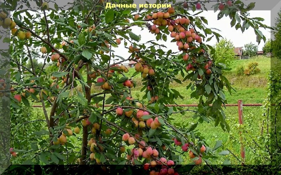 ���������� ������� ����������� ��������: �������� �� ����������� ����� � ��������� � ��������?