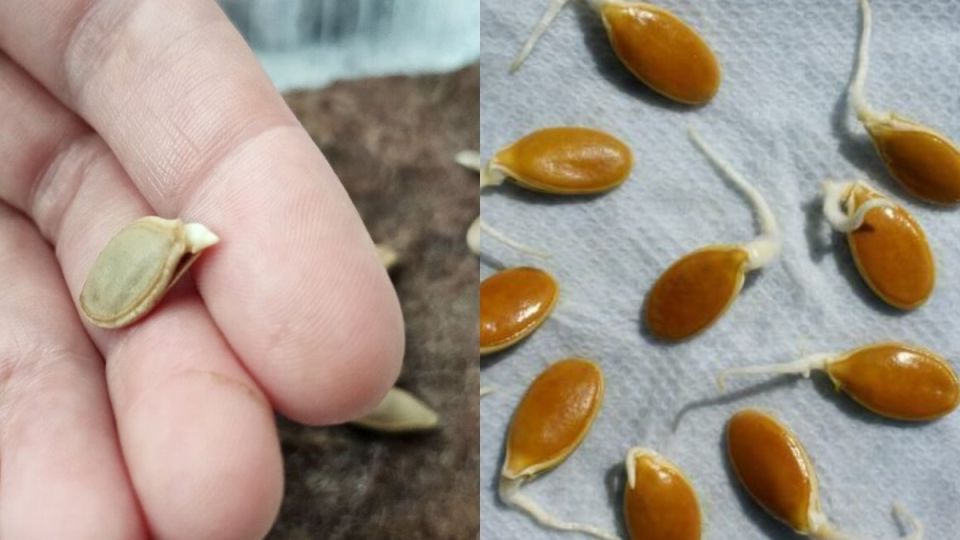 ��� �������� ��������� ��������� ����� �� 80%: 7 ����������� �������