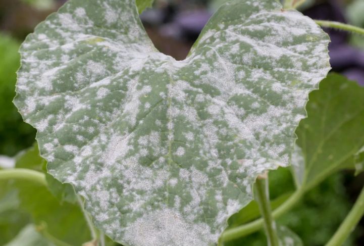 ������� ������� � ������� ����: ��� ������ ������