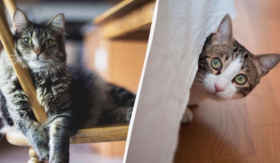 ����� � �����������: ��� ������� ��������� ���� ����������