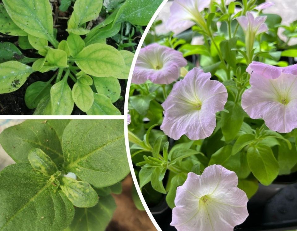 Забытая причина хлороза у петуний, которая может удивить