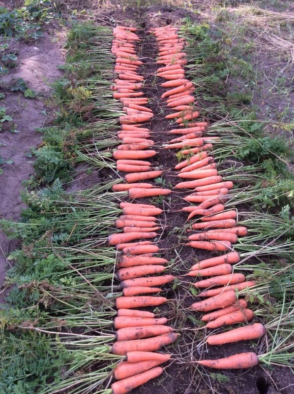 ������� ���������� ������ �������: ������ ������� ��������