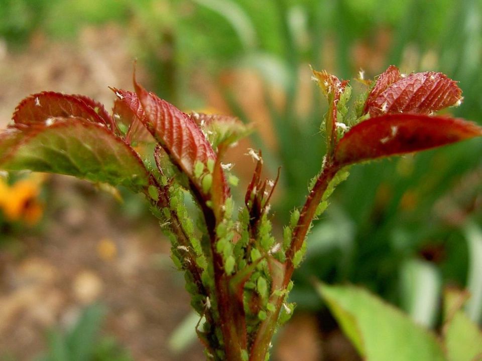 ��� ������ ����, ���� ��� �� ������: ����������� ������������ �� �����