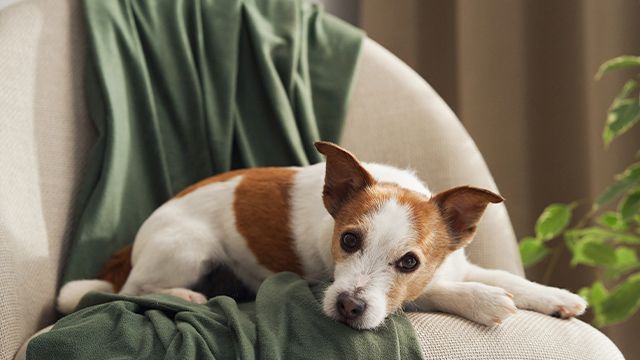 ��� �������� ������� ������� ��� ����� ������: ������ �������