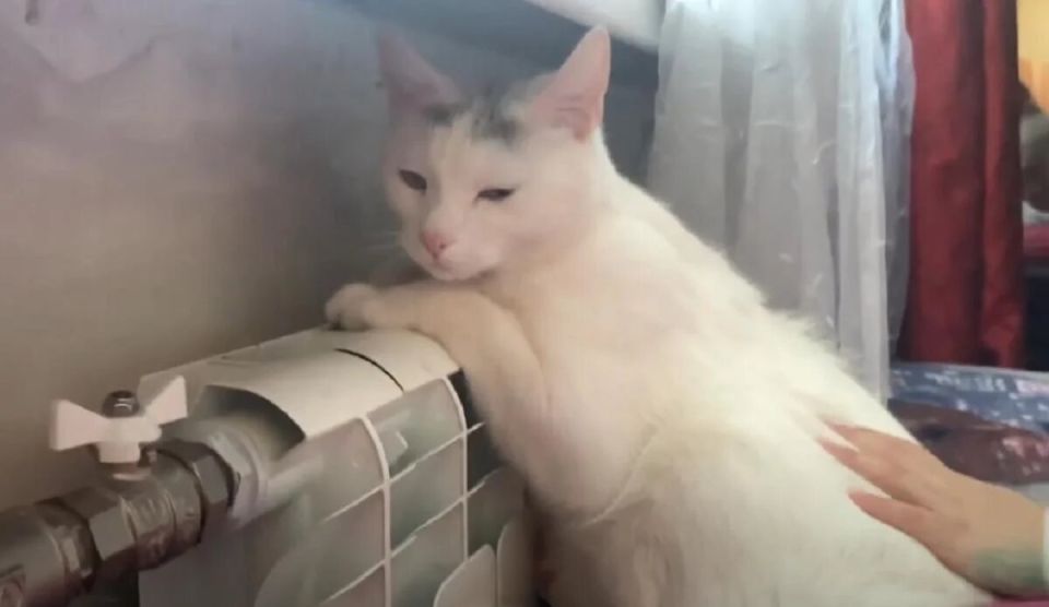 ��� ������, ��� ��� ��� ������� � ��������� � ������: ������ �����������