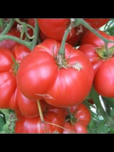 ����� �����������: ������� ����� � �������� �������� ��� ������ � ����� ����