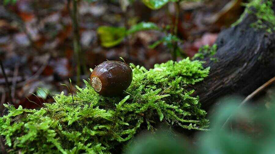 Желуди: забытый суперфуд с высокими питательными свойствами