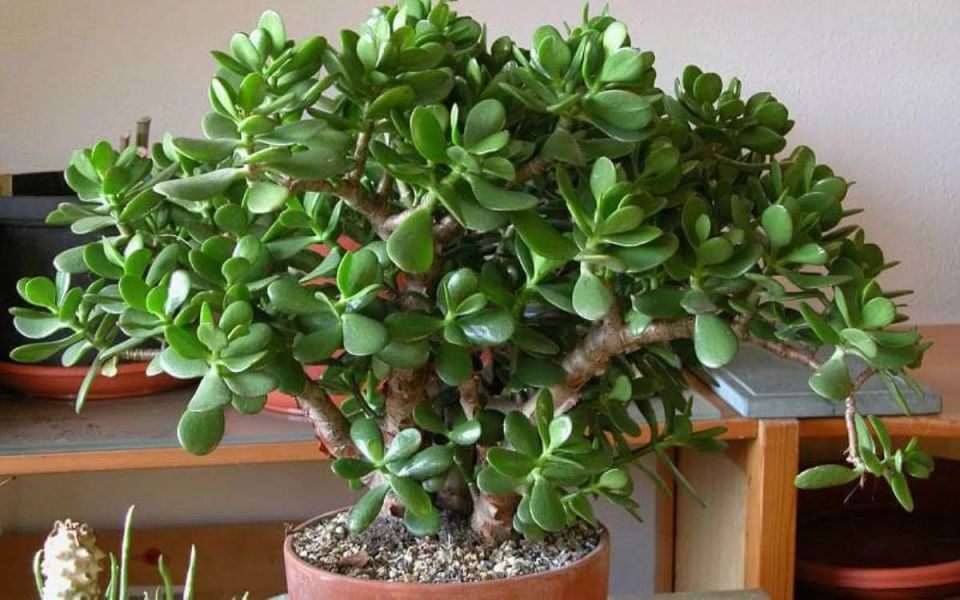 �������� �� ����������: ��� �������� ������ �������� ������� �������� ������