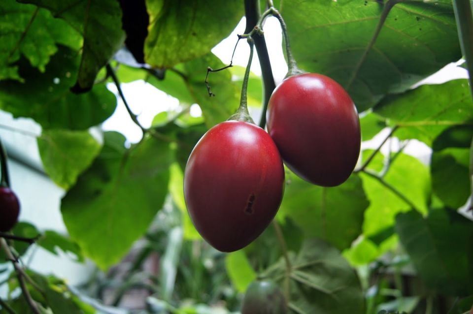 ������ �� ������: ������������ �������� ��������