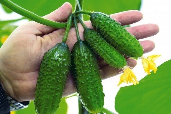 ��������� ������������ ������� ����