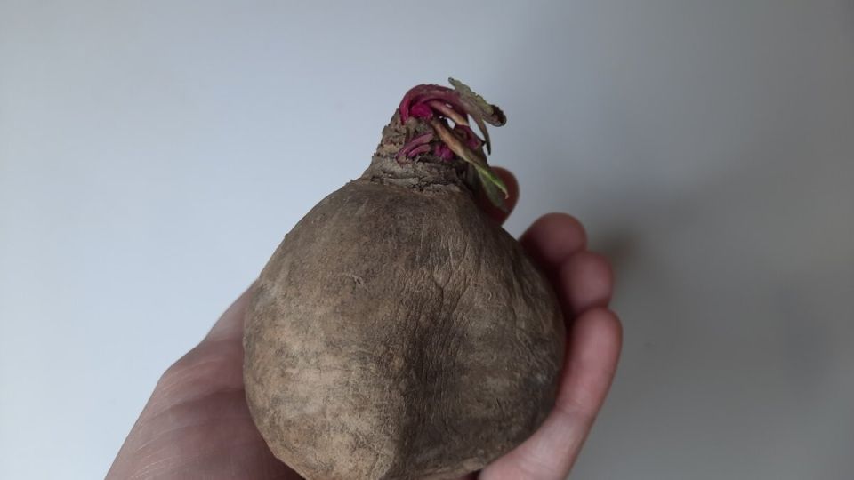 Когда советы из интернета оборачиваются проблемами: моя кулинарная неудача