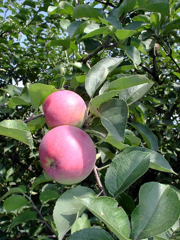 ���������� ������ ������, ���������� �� ����� ����