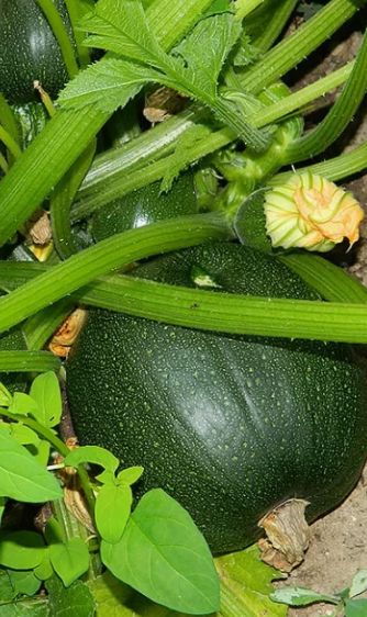 �������: ��� �������� �������� ������ � ��������� ������ �� ����