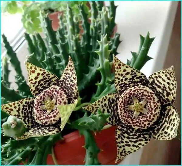 ��������: ��� ������������ ��������� ����������� ������ ����������